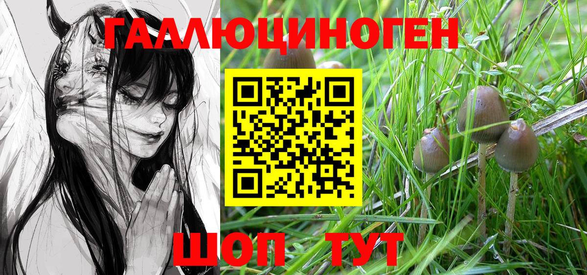 Псилоцибиновые грибы Cubensis Сыктывкар